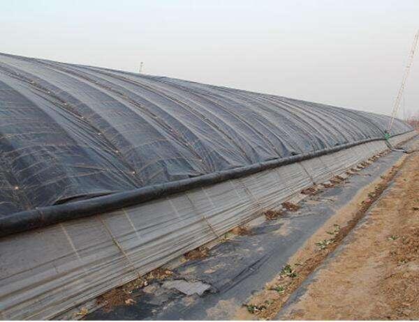 為什么無紡布在蔬菜大棚上廣受歡迎