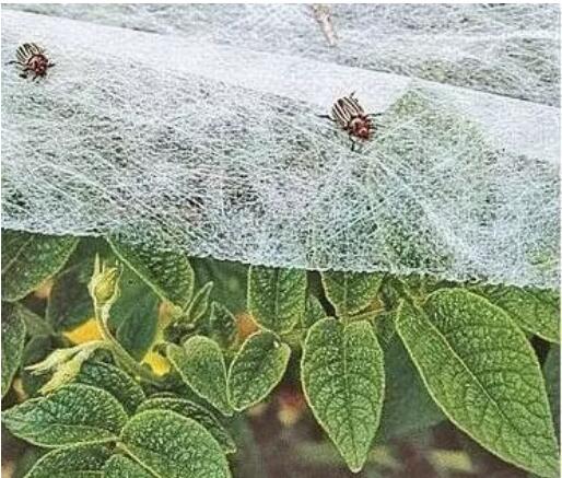 農用無紡布需要抗老化處理嗎?